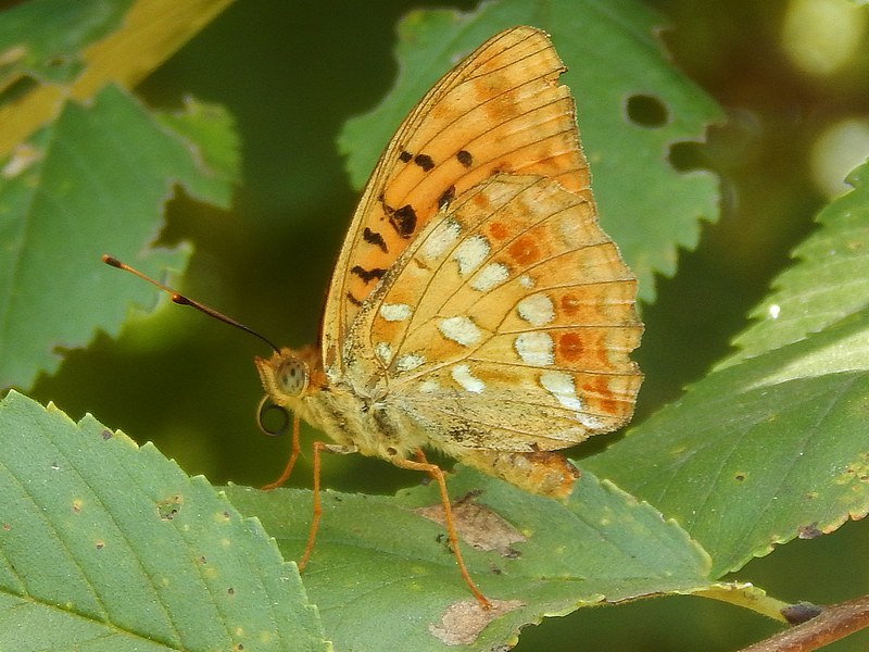 Argynnis aglaja?